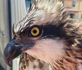 Falco pescatore ricoverato nel Centro di recupero della fauna selvatica