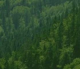 Il primo grande albero di Natale all’aperto dell'Ateneo