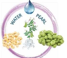 Leguminose, progetto nazionale dell'Ateneo